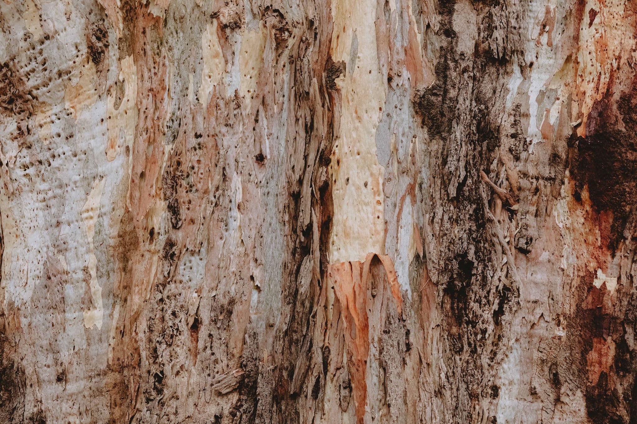 Australian eucalyptus tree bark texture